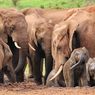 Mengapa Gajah Tidak Memiliki Predator Alami?