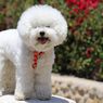 3 Perbedaan Anjing Maltese dan Bichon Frise