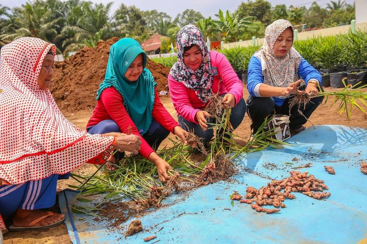 Budi daya jahe merah