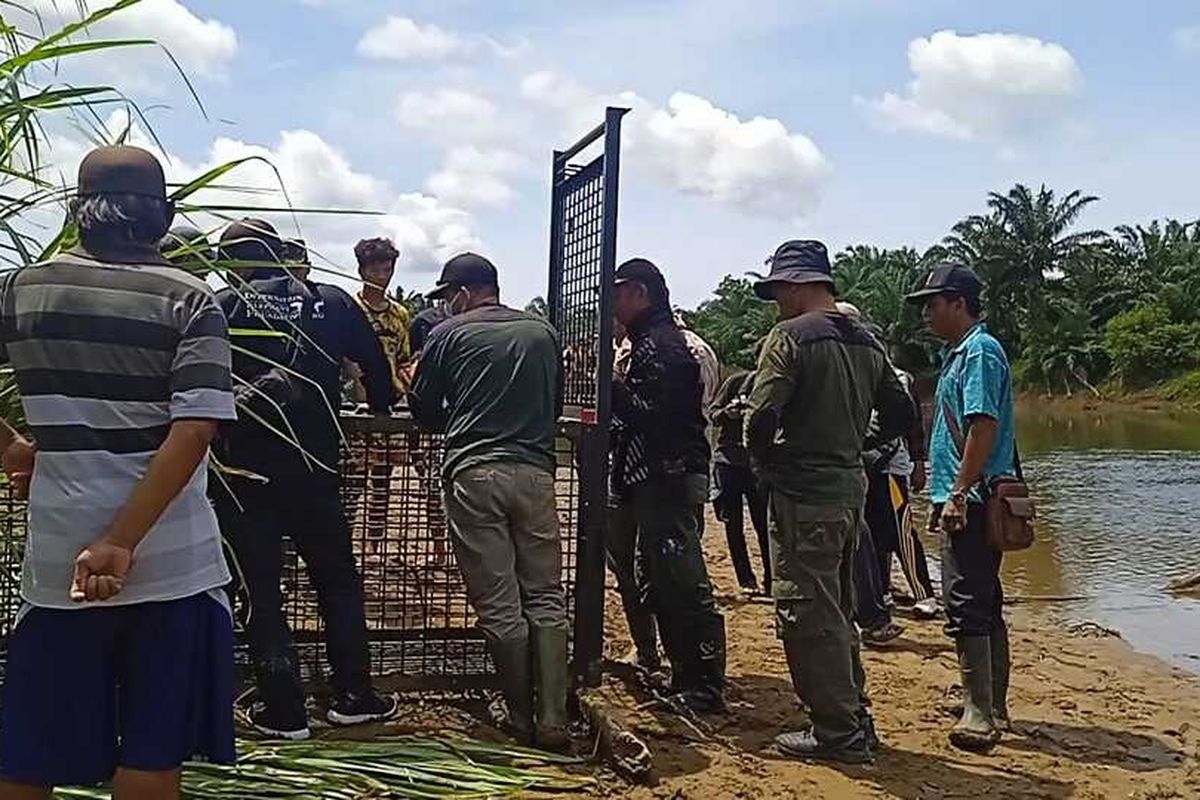 BKSDA Bengkulu pasang perangkap buaya di Sungai Selagan, Kabupaten Mukomuko, Bengkulu.