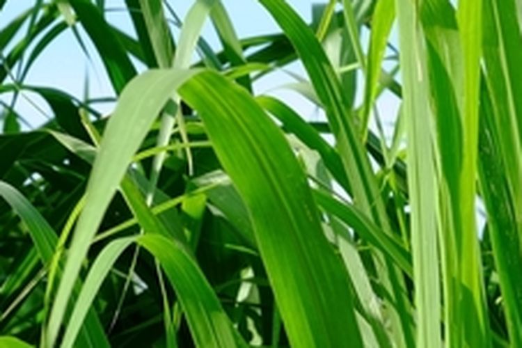 Ilustrasi rumput raja