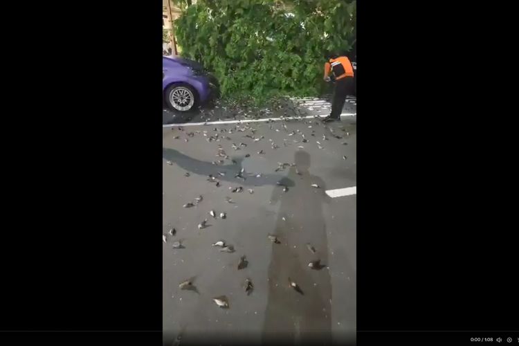 Kawanan burung pipit mati di area Bandara I Gusti Ngurah Rai, Jumat (22/11/2024)