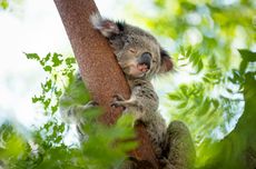 Koala Bisa Memprediksi dan Bersiap Hadapi Musim Panas