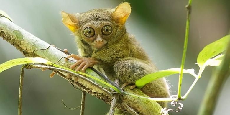 Tarsius tarsier, primata mungil banyak ditemukan di kawasan Taman Nasional Bogani Nani Wartabone. Primata ini aktif pada malam hari. Suaranya yang khas sering ditakuti masyarakat pada malam hari