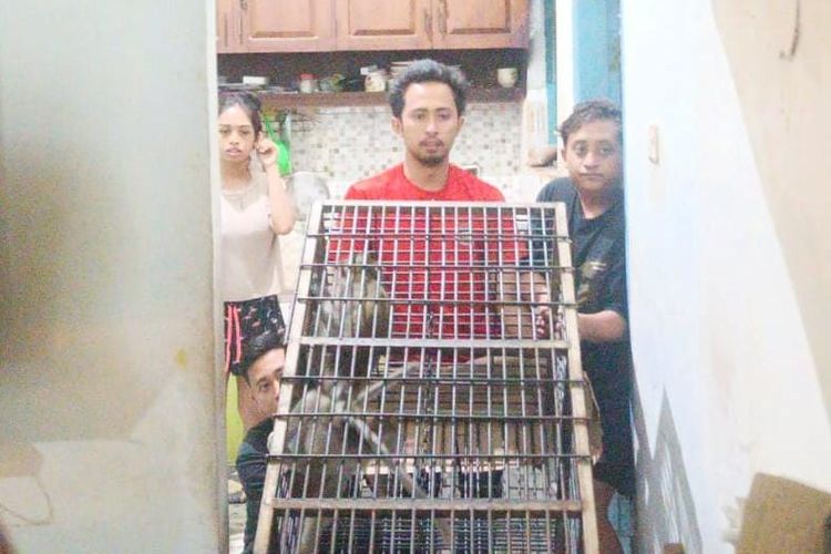 Monyet Peliharaan Mulai Agresif, Warga Pasuruan Minta Damkar Evakuasi