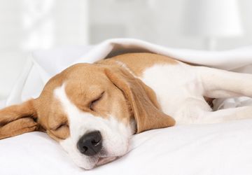 Penyebab Anjing Tidur Terlalu Banyak dan Cara Mengatasinya