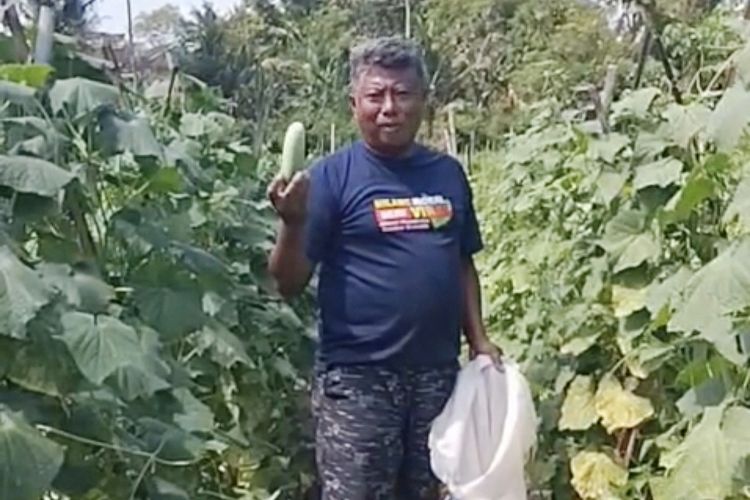 Harga Timun di Jember Anjlok, Petani Menjerit: Ongkos Petik Saja Tak Nutup
