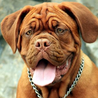 Ilustrasi ras anjing Dogue de Bordeaux. 