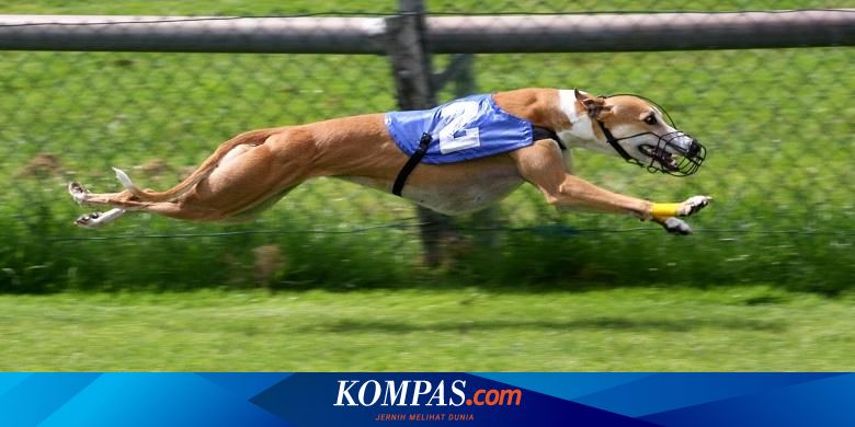 Komunitas Balikpapan Cat Community Tempatnya Pecinta Kucing