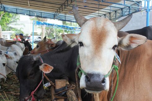 Jelang Idul Adha, Pemkot Jakpus Larang Pedagang Hewan Kurban Berjualan di Trotoar 