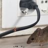 Cara Ampuh Usir Tikus dari Rumah ala Ahli Tikus IPB
