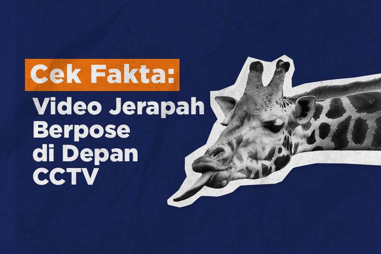 Cek Fakta Video Jerapah Berpose di Depan CCTV