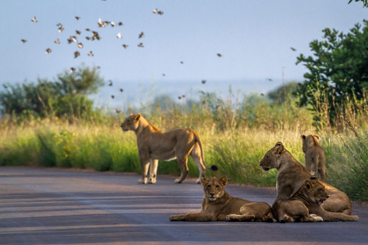 Ilustrasi singa Afrika di Taman Nasional Kruger. 