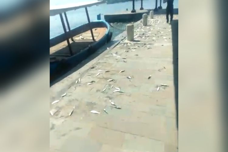 Ikan-ikan terkapar di Pulau Onrust, Kepulauan Seribu pada Selasa (29/11/2022). Warga yang menyaksikan fenomena itu pun lompat kegirangan karena menganggapnya sebagai rezeki. 