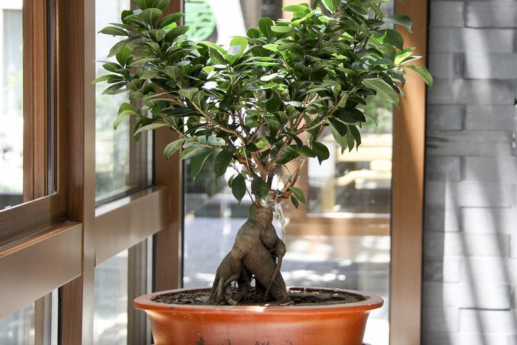 Ilustrasi tanaman bonsai, pohon bonsai. 