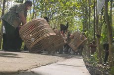 Kisah Pemburu Kapok Tembak Seekor Ayam Hutan, Tekor Harus Ganti Jadi 6 Ekor, Senapan Barunya Pun Dipotong Jadi 3