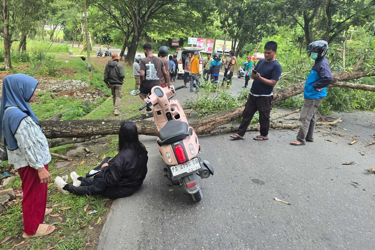 Nampak pohon tumbang yang menewaskan seorang pengendara sepeda motor di Jalan Poros Belakang Kantor Otonom, Kelurahan Wahno, Distrik Abepura, Kota Jayapura,