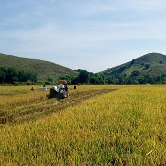 Foto: Para petani sedang panen padi di areal persawahan Kolisia, di Desa Kolisia B, Kecamatan Magepanda, Kabupaten Sikka, NTT.