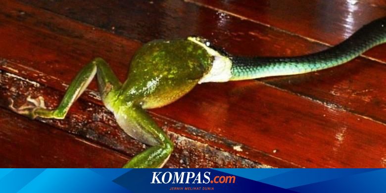 Pengunjung Kebun Binatang di Australia Luka Digigit Ular Pohon