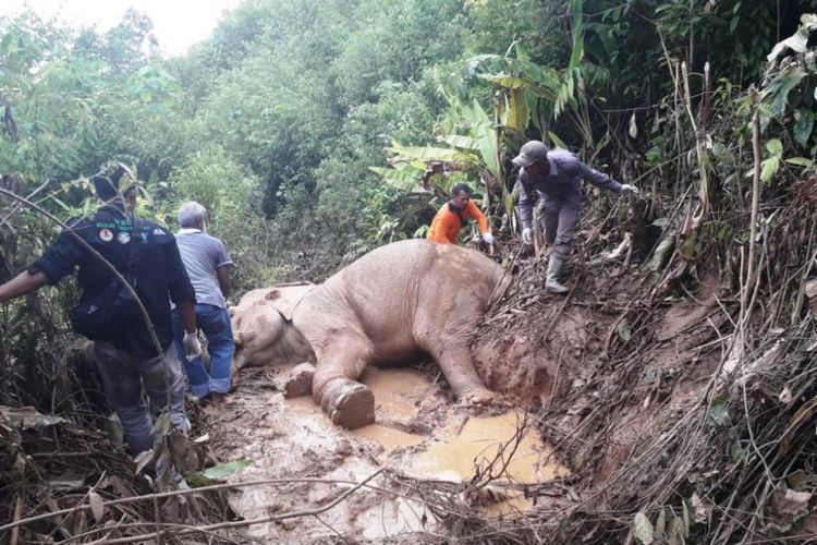 Tim Badan Konservasi Sumber Daya Alam (BKSDA) Provinsi Aceh dan  The Veterinary Society for Sumatran Wildlife Conservation (Vesswic)  menemukan seekor gajah di kawasan hutan Desa blang Tualang, Kecamatan Bireum Bayeum, Kota Langsa, Rabu (19/9/2018).