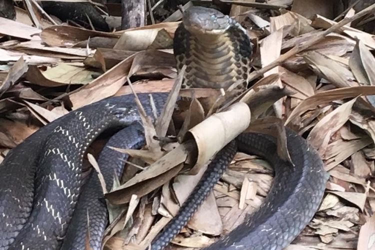 Ular kobra yang ditemukan warga di Tabanan, Bali, Minggu (15/12/2019) kemarin.