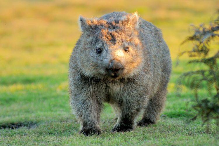Wombat, binatang khas Australia yang menggemaskan.