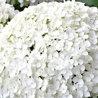 Ilustrasi bunga hydrangea putih. 