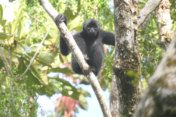 Populasi Bilo Primata Endemik Mentawai Turun 42 Persen dalam 20 Tahun, Kini Tersisa 11.900 Ekor