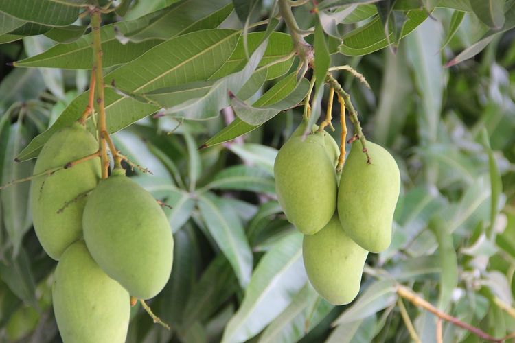 Ilustrasi tanaman buah mangga. 