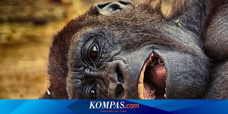 Gorila dan Simpanse Terlibat Bentrok untuk Pertama Kalinya - Vimarsana News