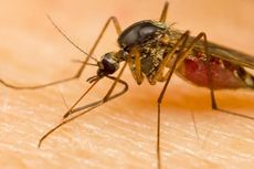 Memproteksi Anak dari Serangan Nyamuk