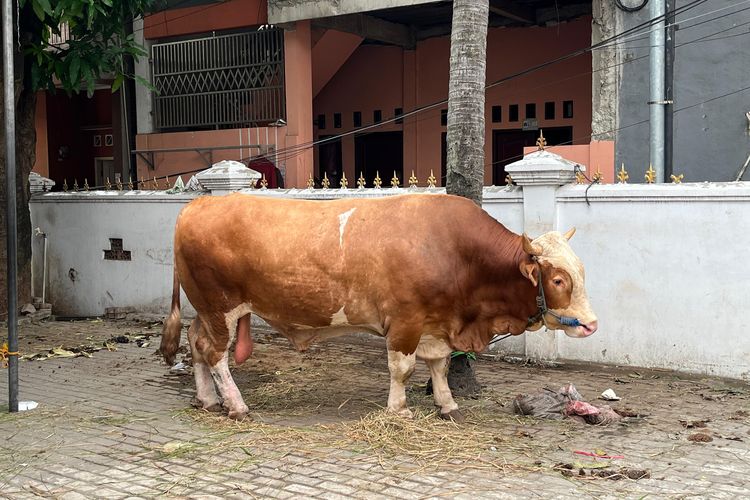 Prabowo Sumbang Sapi Kurban 1 Ton di Kalideres Jakbar, Warga Beri Nama 'Si Gemoy'