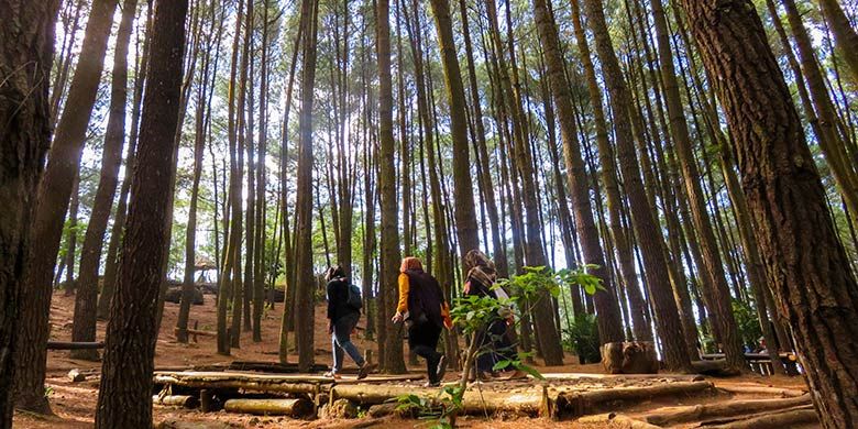 Pengunjung berjalan di antara pohon pinus di Hutan Pinus Mangunan