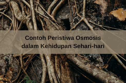 Contoh Peristiwa Osmosis dalam Kehidupan Sehari-hari