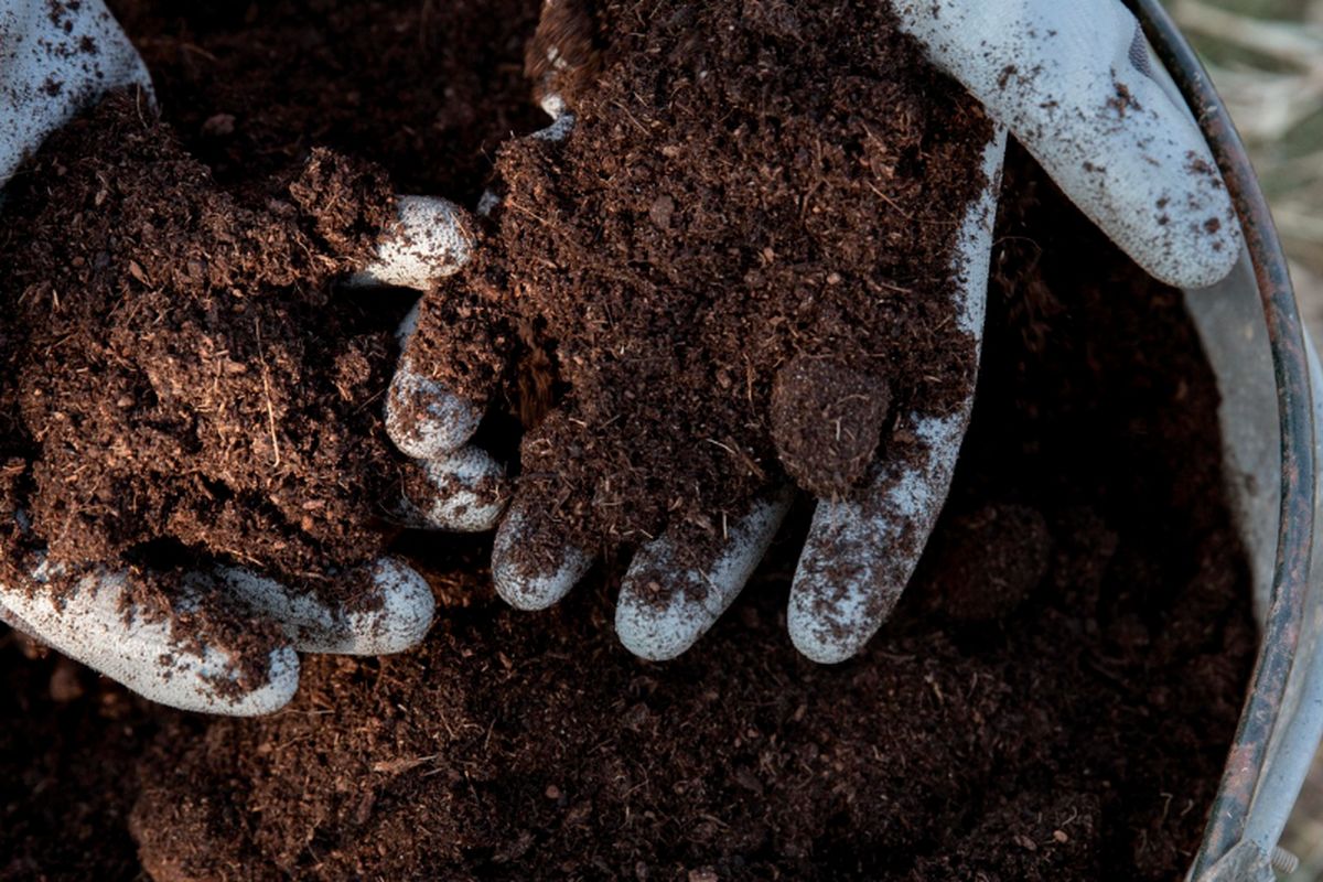 Ilustrasi pupuk organik, pupuk kandang. 