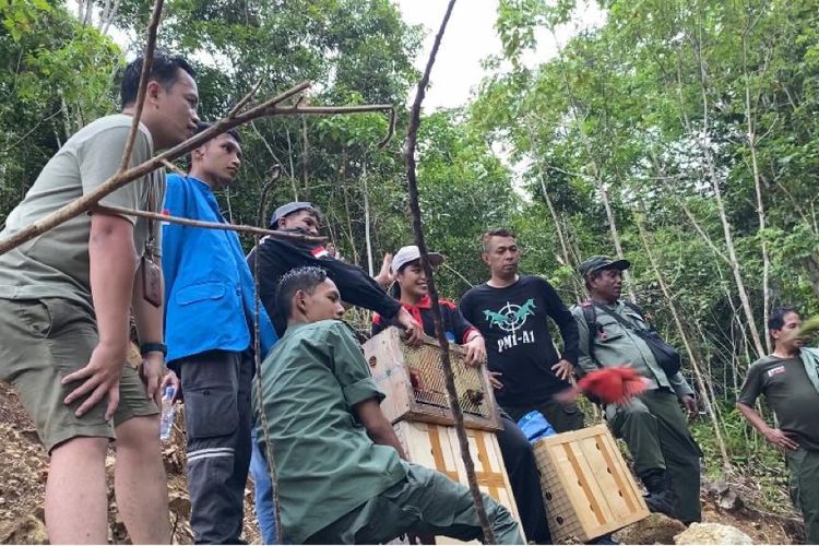 Petugas Balai Konservasi dam Sumber Daya Alam (BKSDA) Maluku melepasliarkan 20 satwa liar ke habitatnya di kawasan Konservasi Suaka Alam Gunung Sahuwai, dusun Taman Jaya, desa Piru, kabupaten Seram Bagian Barat, Sabtu (26/11/2022).