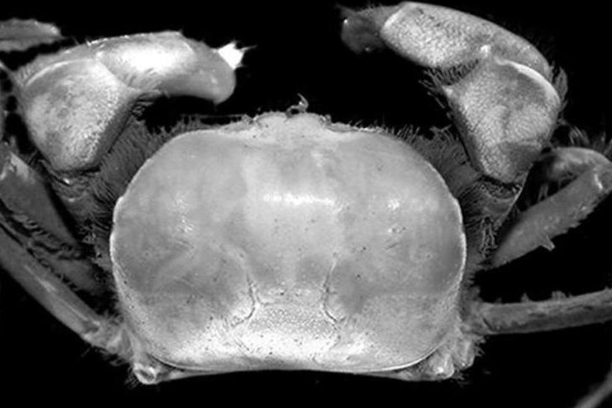 Salah satu spesies kepiting yang ditemukan di area operasi PT Freeport Indonesia