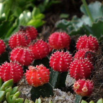 Ilustrasi tanaman kaktus bulan (Gymnocalycium mihanovichii).