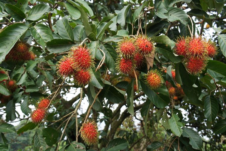 Ilustrasi menanam rambutan, pohon rambutan. 