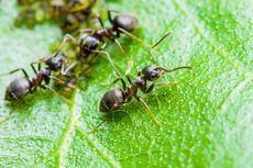 Cara Menghilangkan Semut Hitam pada Tanaman Hias dengan Bahan Alami