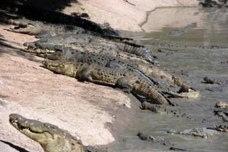 Seekor buaya yang kelaparan terlihat di kolam  peternakan di San Manuel, 220 km sebelah utara dari Tegucigalpa pada tanggal 1 November 2015. Ribuan buaya amerika (Crocodylus acutus) sedang kelaparan sejak minggu lalu setelah pemilik peternakan dituduh terlibat perdagangan narkoba di Amerika Serikat.