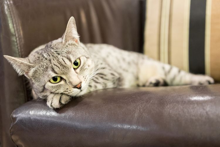 6 Penyebab Kucing Tiba Tiba Menjadi Pendiam Halaman All Kompas Com