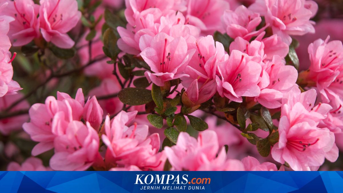 Manfaat Cola untuk Bunga Azalea dan Cara Pakainya