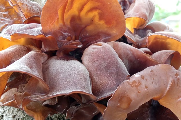 Ilustrasi jamur kuping, budidaya jamur kuping. 