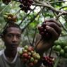 3 Tantangan Petani Kopi Indonesia, dari Pendapatan hingga Regenerasi