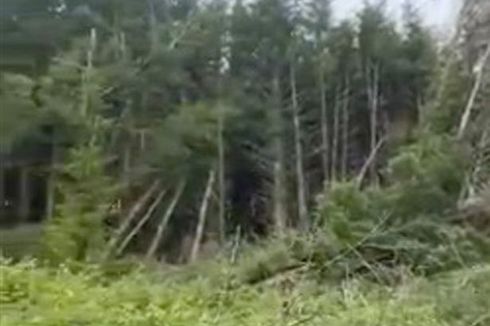 Pohon Tumbang Misterius di Hutan Inggris, Diduga Bekas UFO Jatuh