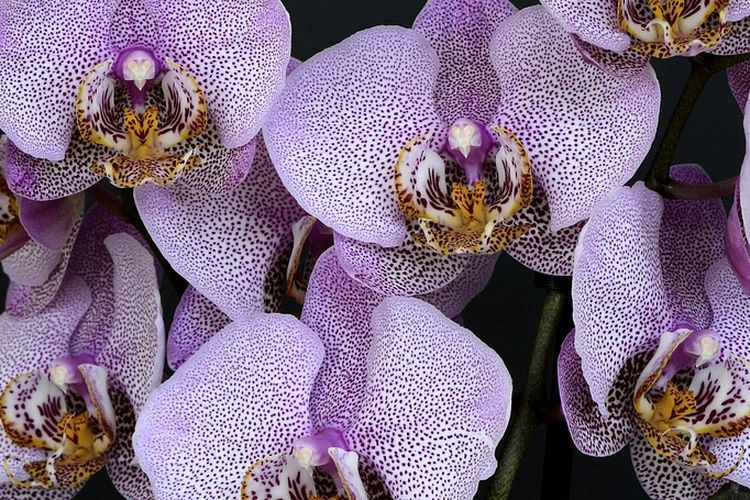 Ilustrasi bunga anggrek, tanaman bunga anggrek. 