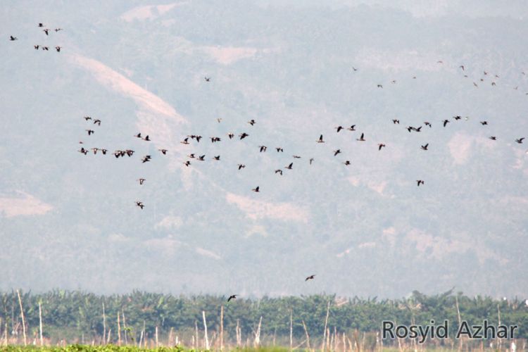 Migrasi burung yang telihat di Danau Limboto. Dari 94 jenis burung di danau Limboto 35 persennya adalah kenis migran.
