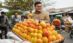 Agar Panen Lebih Berkualitas, Petani Mangga Podang Ikuti Pendampingan dari Pemkab Kediri