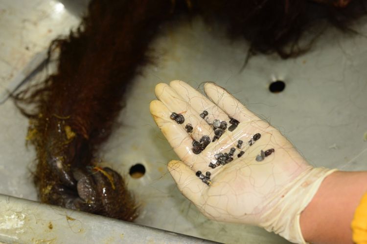 48 butir peluru berhasil dikeluarkan dari tubuh orangutan yang tewas dengan 130 luka tembak di Kaltim